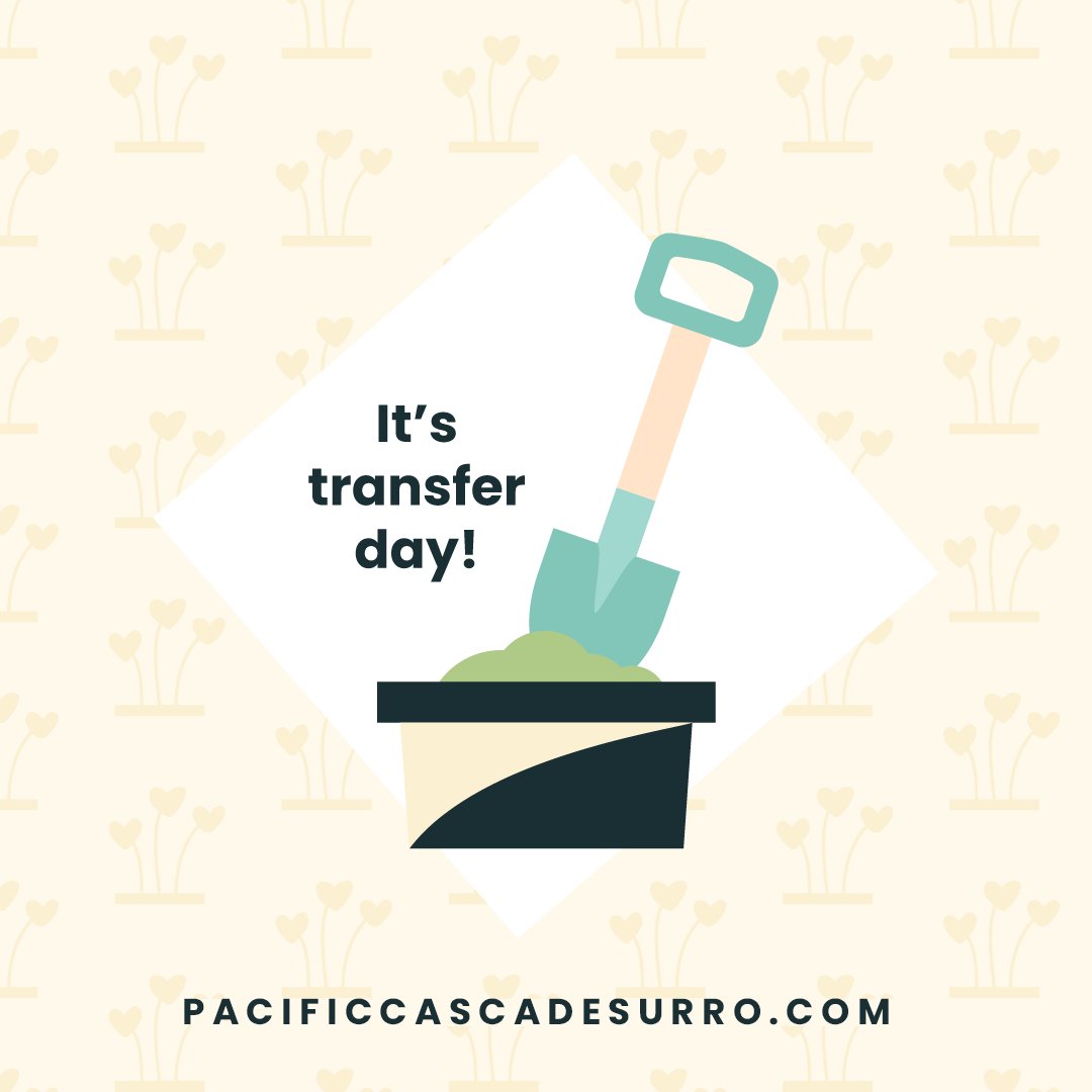 PCSurro's tweet photo. Sending sticky thoughts and all the good luck vibes today to IPs W and M and GC K! #TransferDay #StickyThoughts #GrowingFamilies #Surrogacy #BrightFuturesFamilies #PacificCascadeSurrogacy https://t.co/9h2JvnH17I