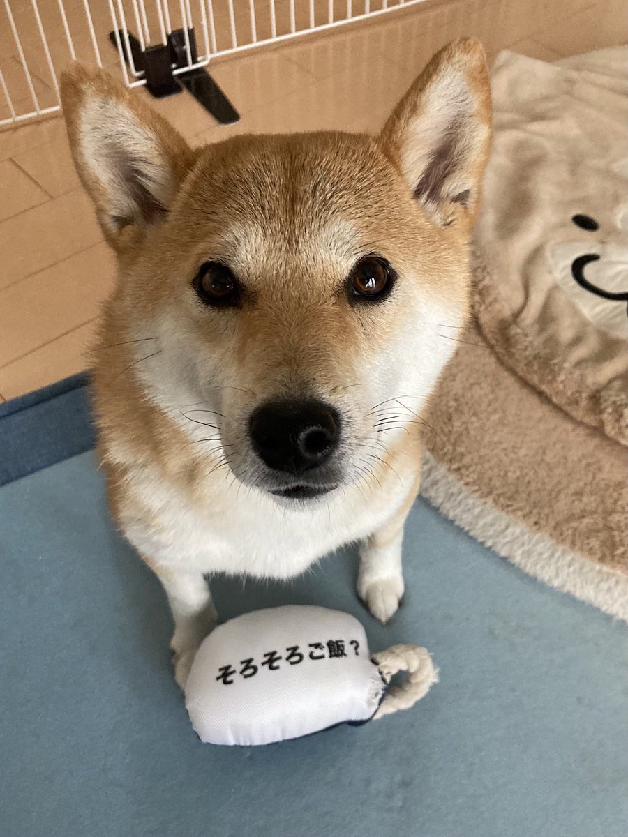 柴犬きなこ