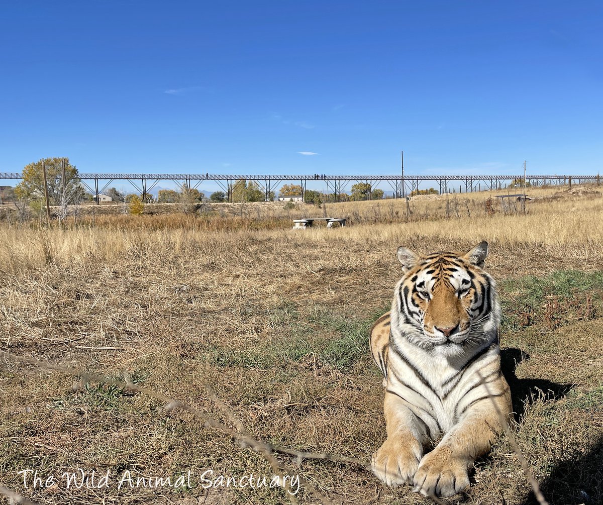 animalsanctuary's tweet photo. Picture Of The Day!  "Mile Into The Wild" Walkway - a unique system of elevated cat-walks and observation platforms - which allow visitors to view our rescued animals enjoying their ability to roam freely within their habitats.... https://t.co/SNLMHxFaWN