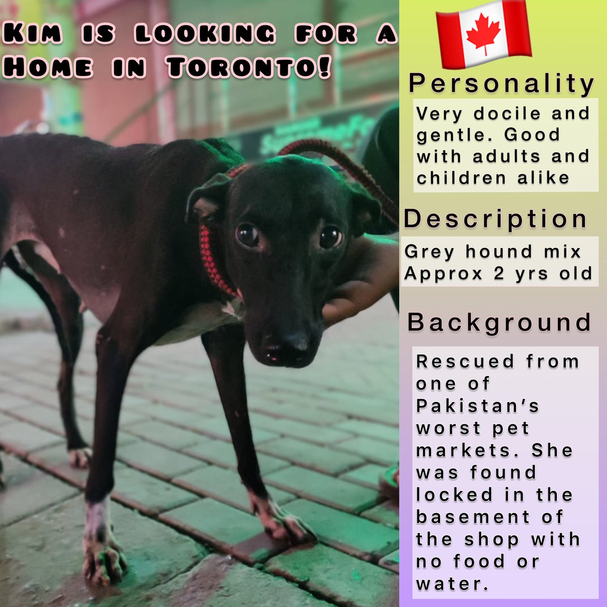 DogsOnMars35's tweet photo. This sweet girl is all set to come to Canada with her flight arranged. Just needs a family to adopt her, or even foster until her forever home comes along.
Everyone in Canada looking for a new family member pls consider Kim
Don't Furry Be Happy Animal Rescue
#dogs #AdoptDontShop https://t.co/QPUV0S8uHL