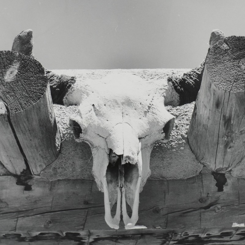 SDMA's tweet photo. Can you #identify the type of #skulls depicted in these #photographs of #GeorgiaOkeeffe's #GhostRanch house? ☠️🏜️
#Retweet or #Comment below for the answers ⬇️
#aesthetic #spookyseason #museumfromhome #museumathome #SDMAcollection #SanDiegoMuseumofArt #SDMA #art #dailyart