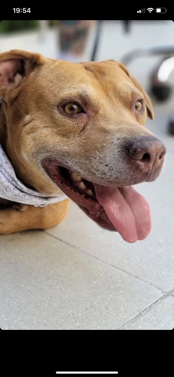 Dövüştürülmeye çalışılıp yapmadığında ciddi yaralarla sokağa ölsün diye atılan şimdiyse kanserle savaşan güçlü oğlum. O var diye hayatın anlamı var, tüm dünyam Sezar ♥️ #PawChallenge #satınalmasahiplen