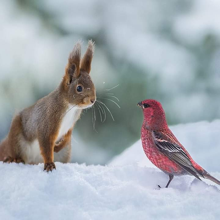 RussellAbrams80's tweet photo. A squirrel meets a bird

#Animals #RussellAbrams #Photography https://t.co/2GAMUpeMIw