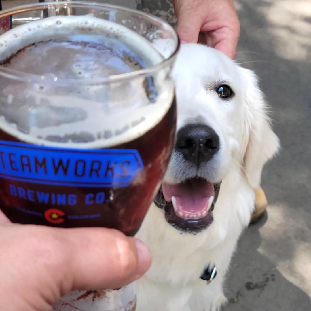 Stmworks's tweet photo. Thank you to the adorable @ready_for_takeoff_piper for sharing this! - "My pawrents found a brewery...of course" #steamworksbrewing #beerdog #beerdogs #craftbeer #colorado #durangocolorado #visitdurango #durangoco #downtowndurango https://t.co/um0DjYbEmw