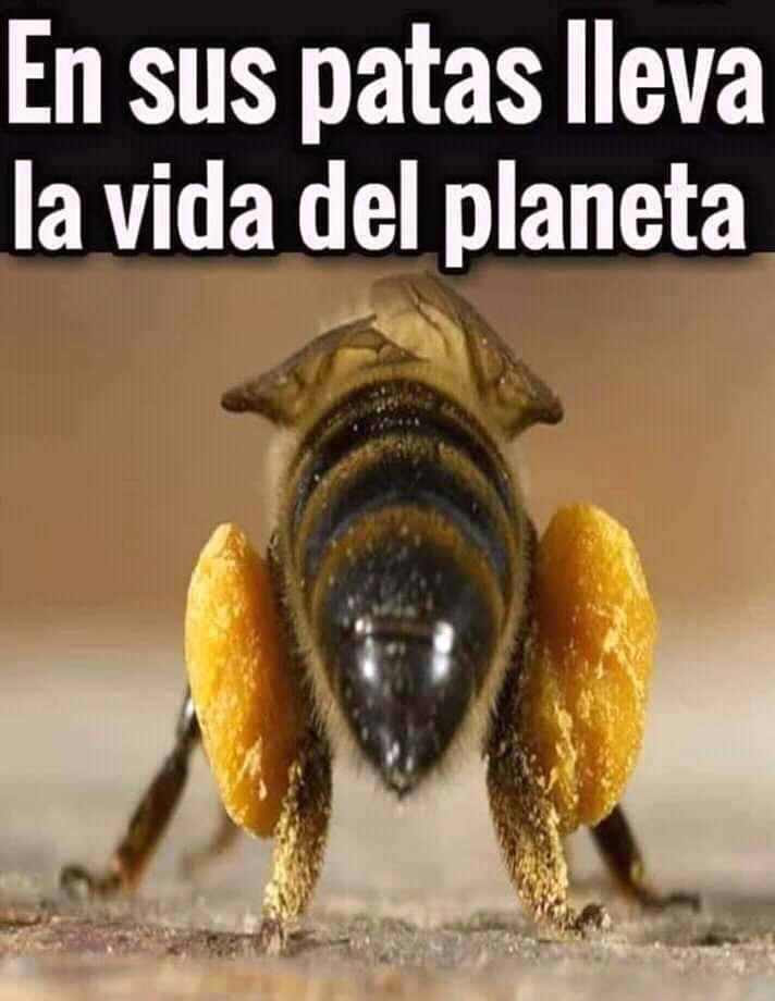LuisCIbarraflo1's tweet photo. Yo sé tú lo sabías pero los #Avaros no https://t.co/MwACgzaryY