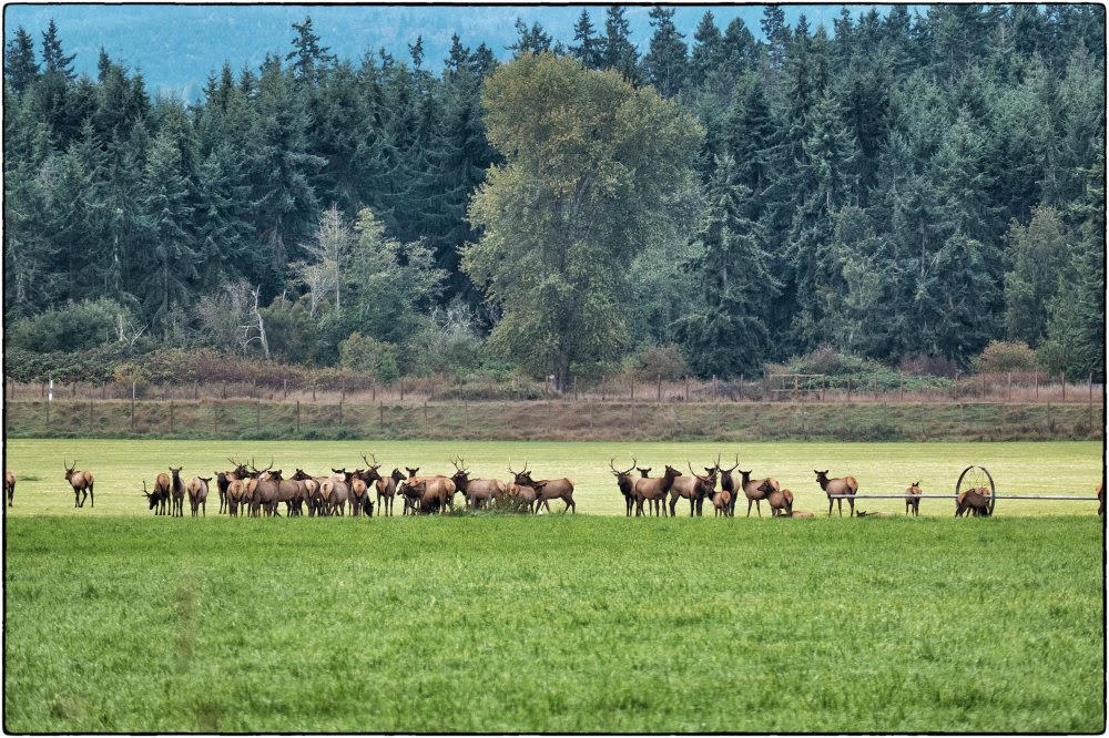 SequimGazette's tweet photo. Contributor Bob Lampert spots the Sequim elk herd — about 40 in total — enjoying a meal near Port Williams Road on Oct. 8. https://t.co/Rf2sQLfowq