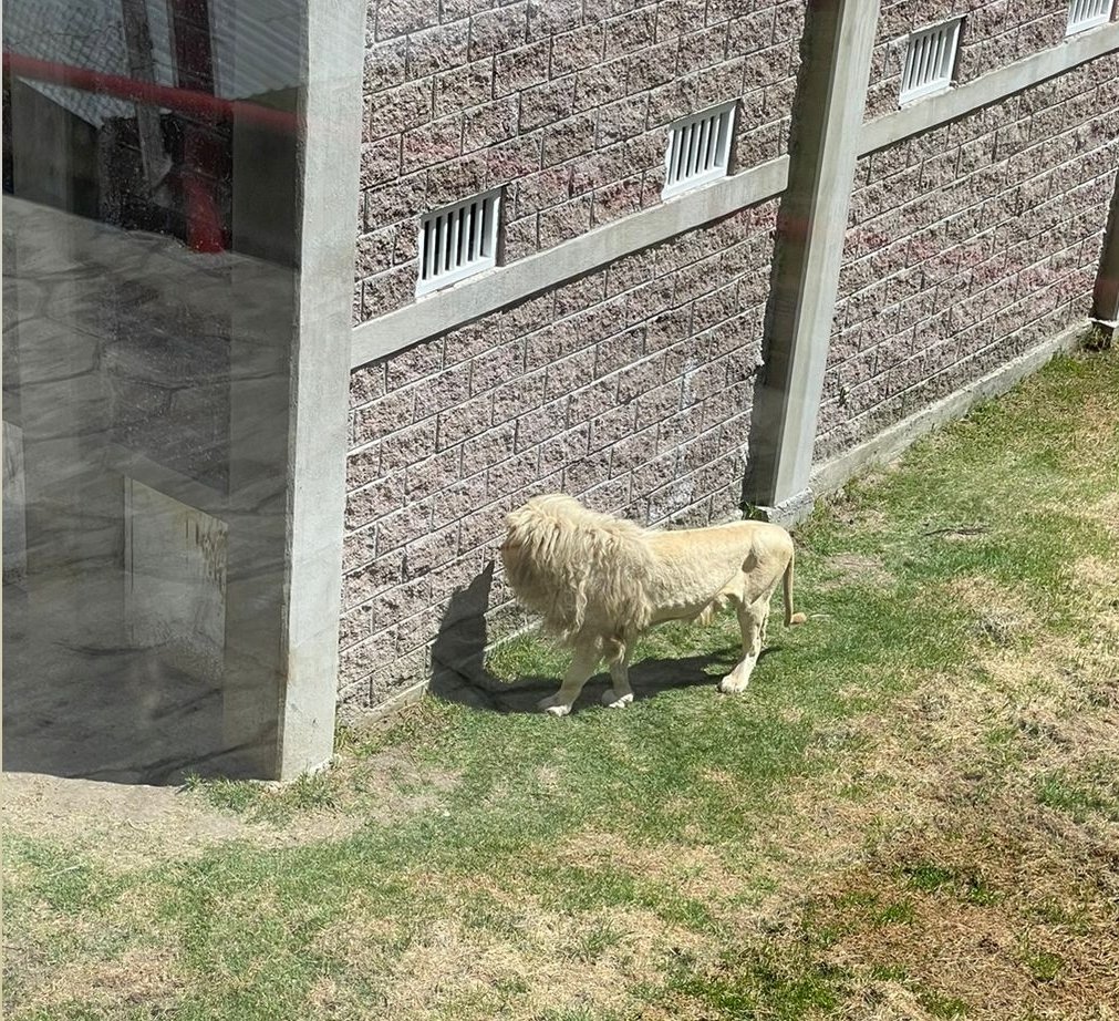 Vsgc_14's tweet photo. Visité el Zoológico del Altiplano en Tlaxcala y fue muy triste y lamentable ver el estado en que se encuentran los animales, particularmente los leones, quienes lucen en los huesos, sin agua, sin comida y sin un lugar para guarecerse del sol. Atención ugente @LorenaCuellar https://t.co/NItG8EwB8t