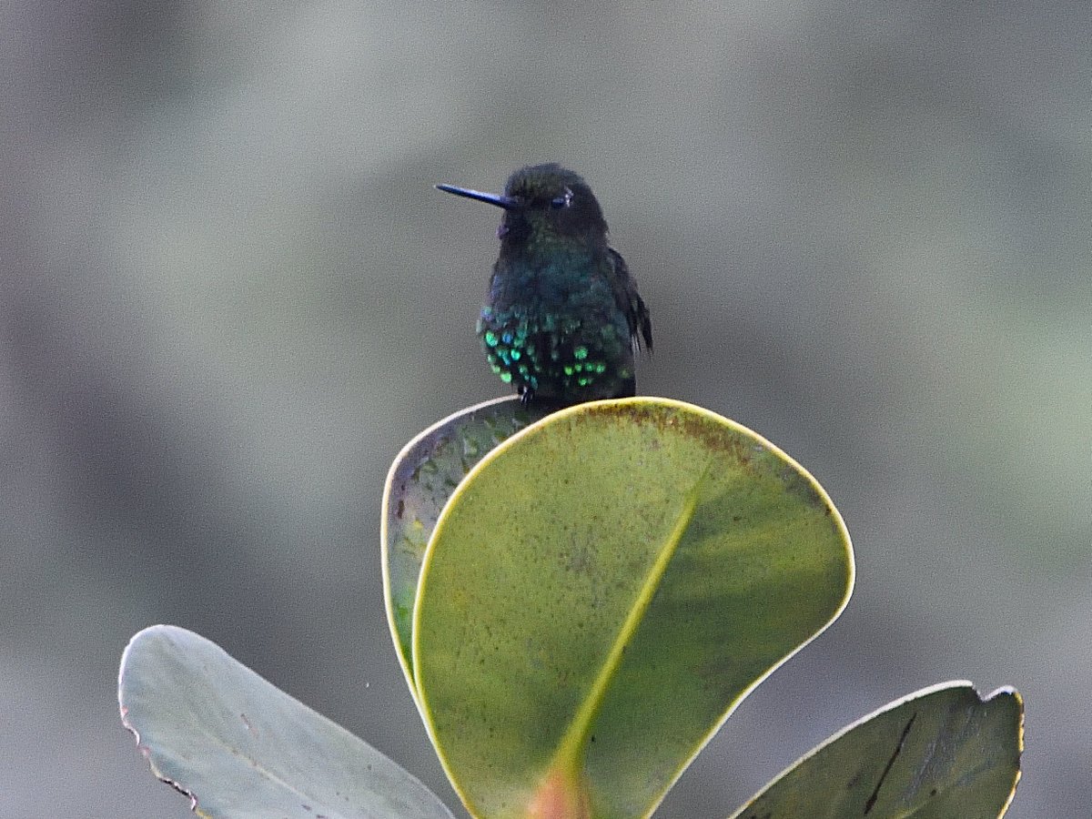 Laura Pirateque tweet media