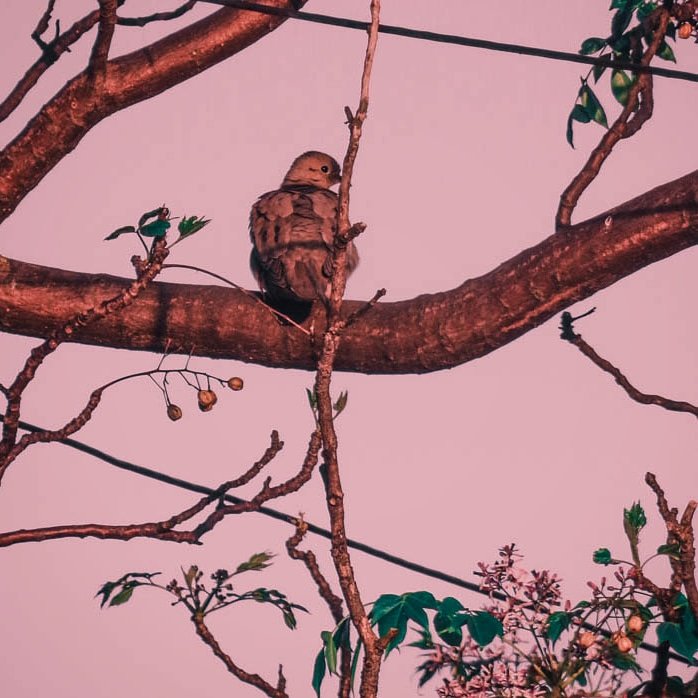 nicolasraw7's tweet photo. Encontrá el 🐤 en la foto...

#Photography #photo #PhotoOfTheDay #Wednesdayvibe #goodnight #VibesCentral #NaturePhotography #naturelovers https://t.co/eZHSriFKsf