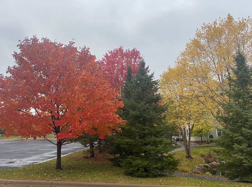 blessedlily24's tweet photo. Loving all these colors! My favorite time of the year in MinneSNOWduh. #minnesotafall #autumnleaves https://t.co/M5ZtLtAoWK