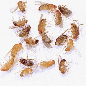 The Drosophila Board invites applications to support programs at the middle school, high school or college level that will increase trainee participation, equity and diversity in Drosophila research. More info here flybase.org/commentaries/2… Applications are due by 12/31/21