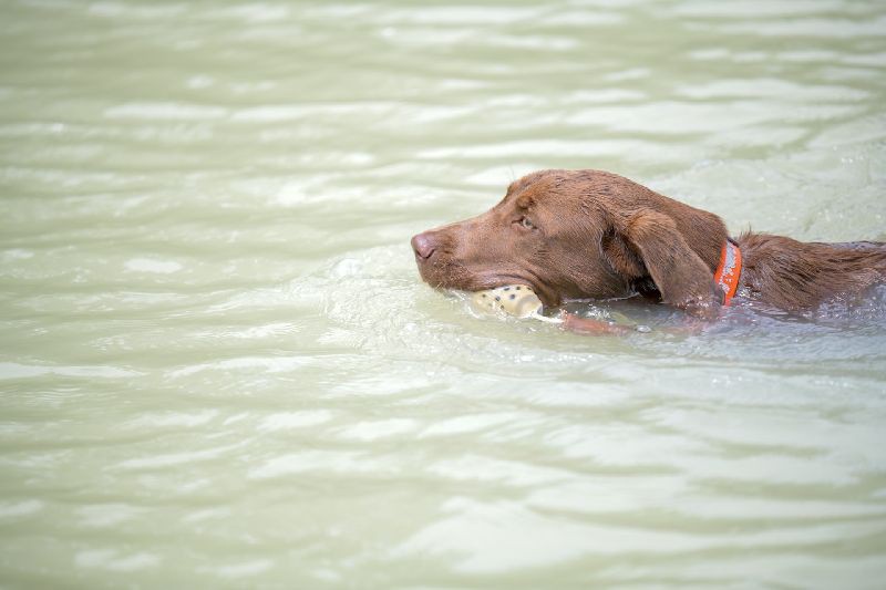 ImproveDogs's tweet photo. Hunting Dog Names Inspired From TV Characters

Read the full article: 650+ Terrific Hunting Dog Names Inspired By Courage &amp; Power
▸ https://t.co/60kP5aKv6s

#dognames #improvedogs #BasicDogNames #CreativeDogNames #huntingdognames #dogs #dogname https://t.co/KPqSEdwAsi