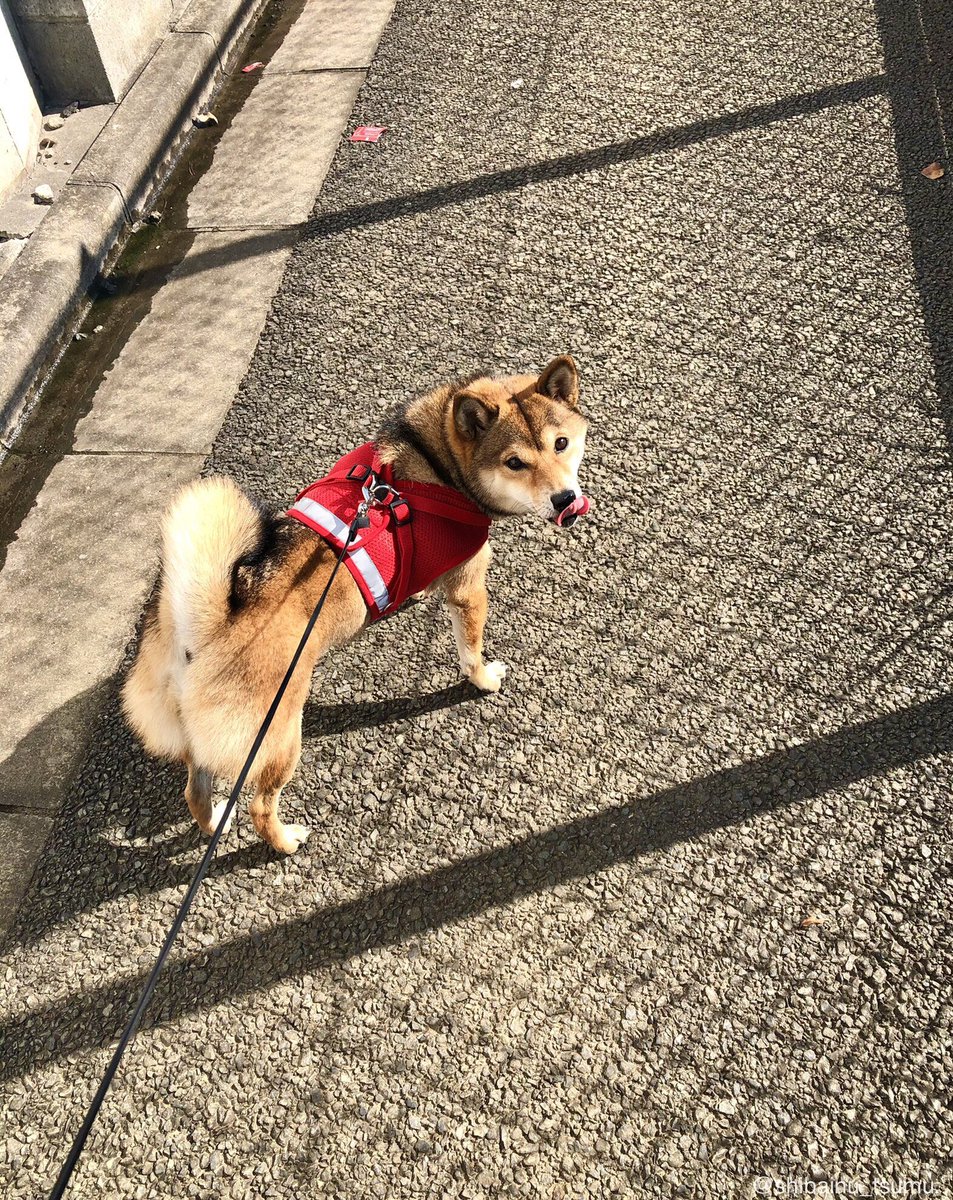 和み犬 柴犬つむ おはよう御座います モフ曜日 今日もはりきっていきましょう 柴犬つむ もふもふ部 犬好きさんと繋がりたい もふ曜日 癒しの輪を広げよう 今日のわんこ 胡麻柴