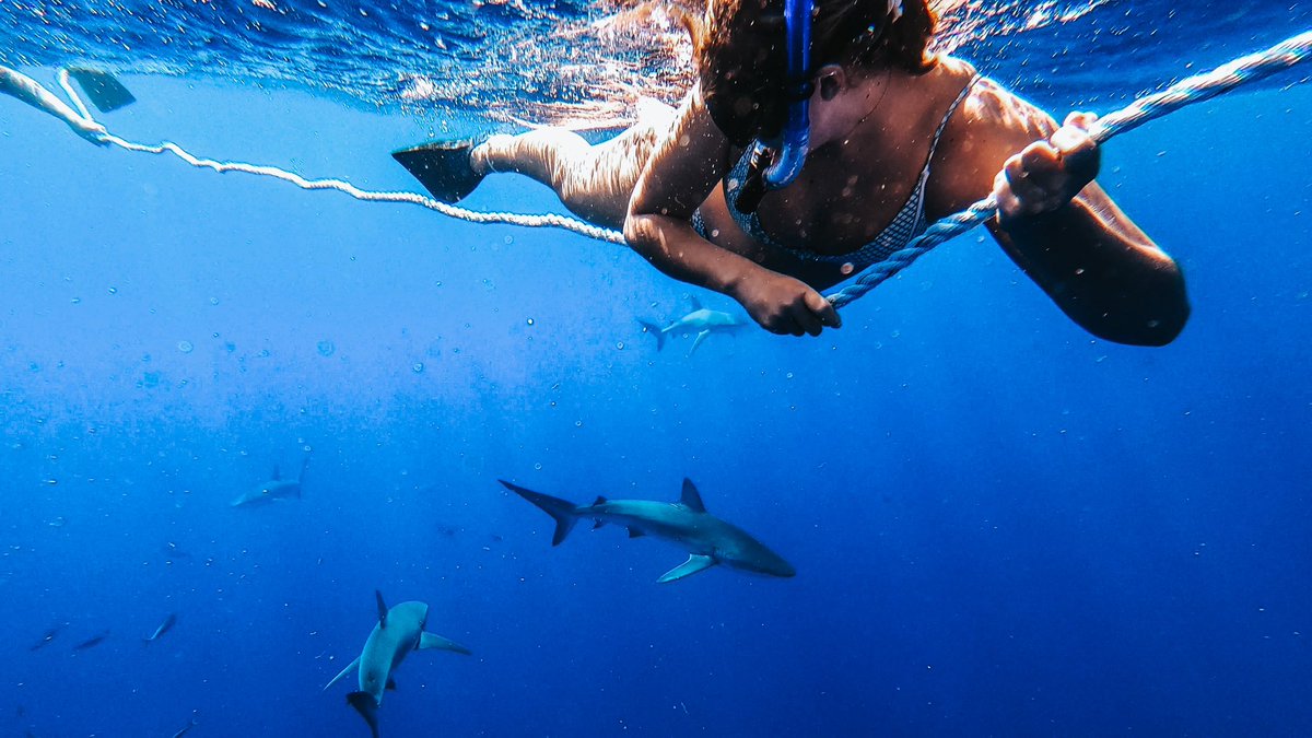 allisonb1245's tweet photo. shark diving: the adventure of a lifetime https://t.co/CyWVvcIJET