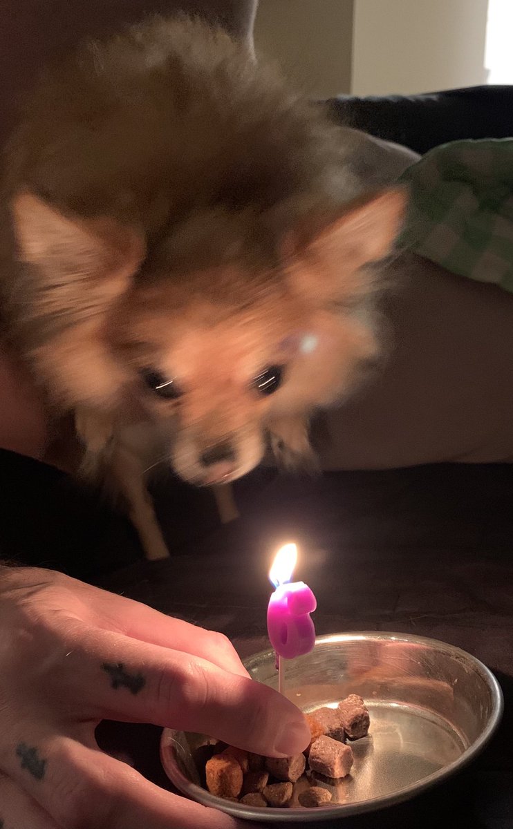 TheVengeant's tweet photo. Happy Birthday, @AnathemaThePup!!!
I love you &amp; you’re the best dog in the world!! https://t.co/1MUt28jkE1