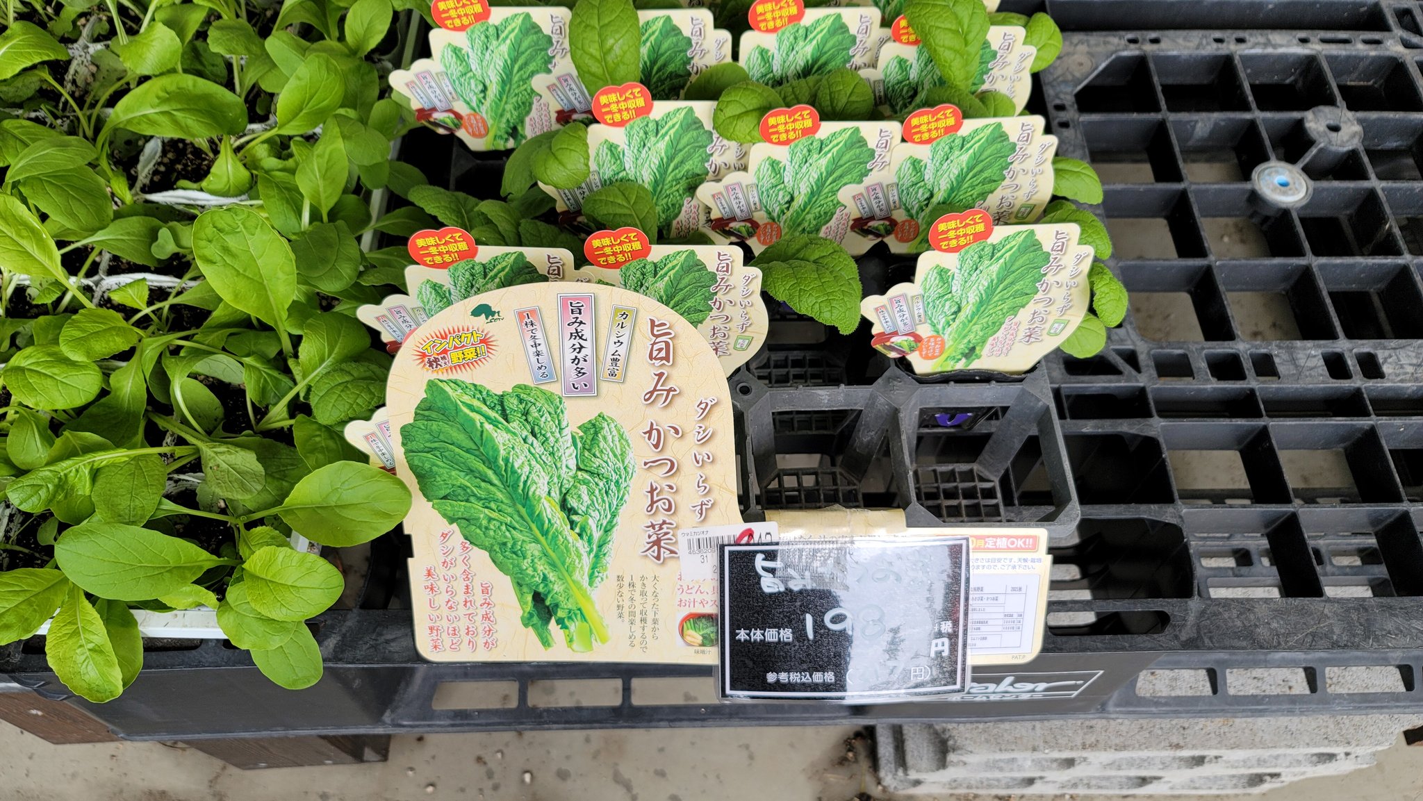 あたまるの水耕栽培大学 三重県の方のホームセンターを見ていたらなんとカツオ菜が売っておりました 珍しいですね美味しいんだよね カツオ菜は あたまるの水耕栽培大学 かつお菜 T Co Iso57vzopu Twitter あたまるの水耕栽培大学 三重県の方のホームセンターを見ていたらなんとカツオ菜が売っておりました 珍しいですね美味しいんだよね カツオ菜は あたまるの水耕栽培大学 かつお菜 T Co Iso57vzopu Twitter