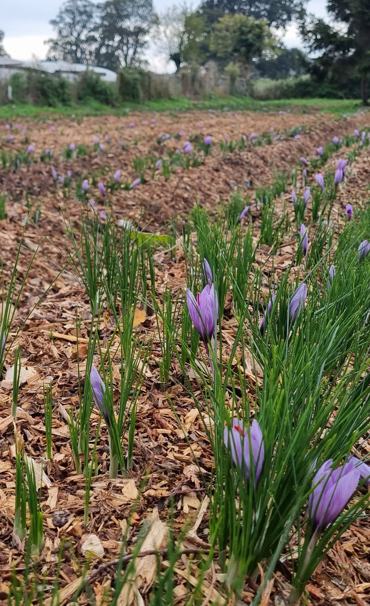 The saffron crocus are blooming well this year