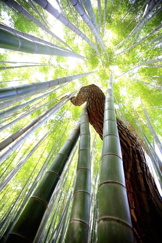 thegallowboob's tweet photo. the contrast of bamboo and pine https://t.co/hHGp0kCoks