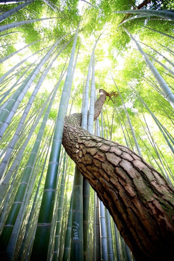 the contrast of bamboo and pine