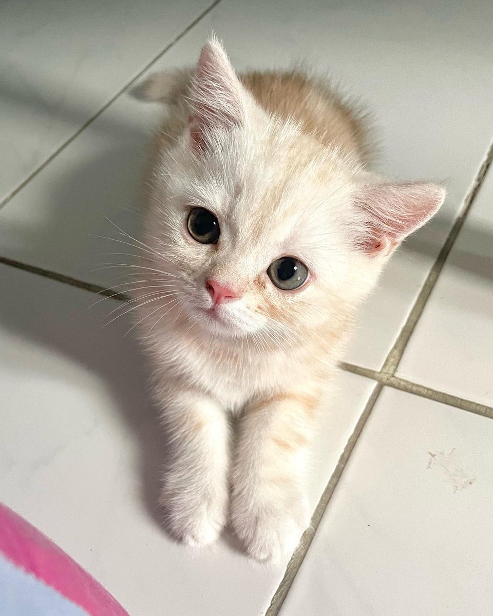 acatmarvel's tweet photo. ปีศาจหมู(มะมิ๊)ไปขึ้นเขียง(ทำหมัน)แย้ววว เหลือปีศาจหมา วิ่งไล่งับขาจุนยาย https://t.co/GXf8LUCmG2