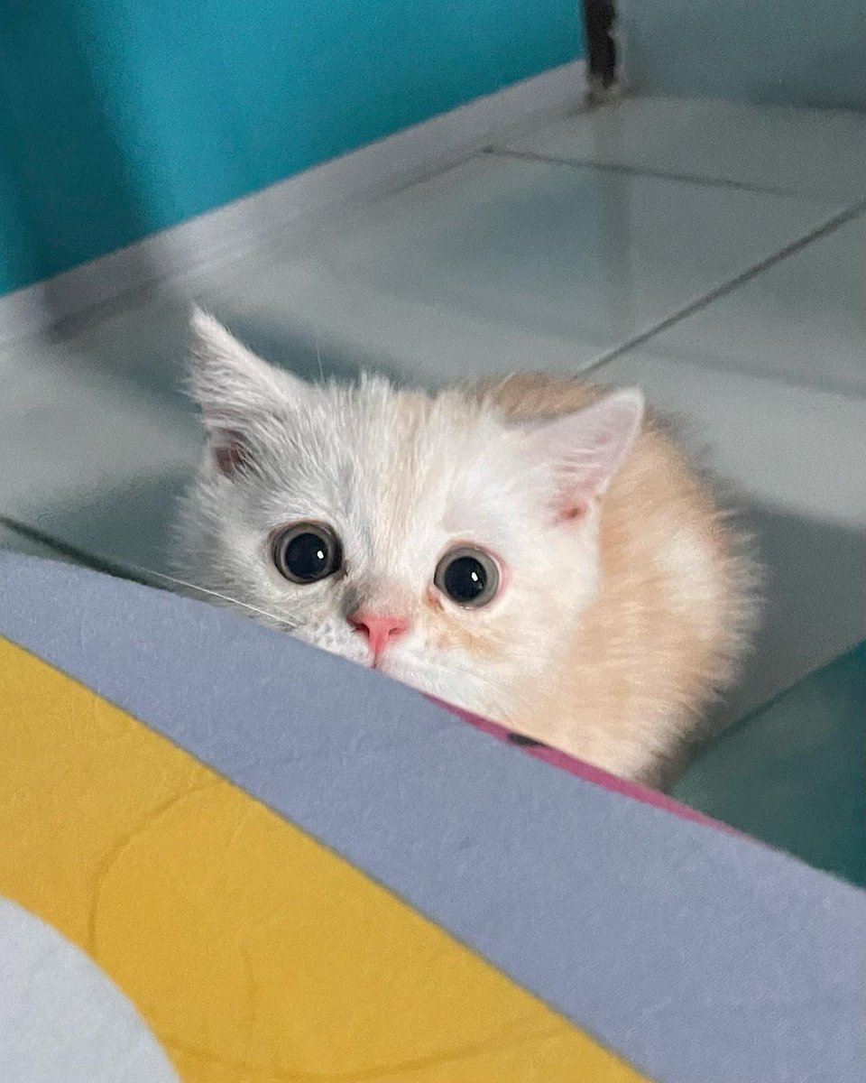 acatmarvel's tweet photo. ปีศาจหมู(มะมิ๊)ไปขึ้นเขียง(ทำหมัน)แย้ววว เหลือปีศาจหมา วิ่งไล่งับขาจุนยาย https://t.co/GXf8LUCmG2
