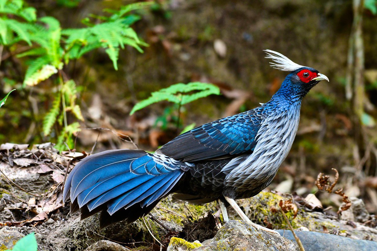 JnKFact's tweet image. Kalij pheasant new UT bird of J&amp;amp;K, no change in UT animal

For More Read :
jkfact.com/kalij-pheasant…

#Kalijpheasant
#NewUTbird 
#JKfact