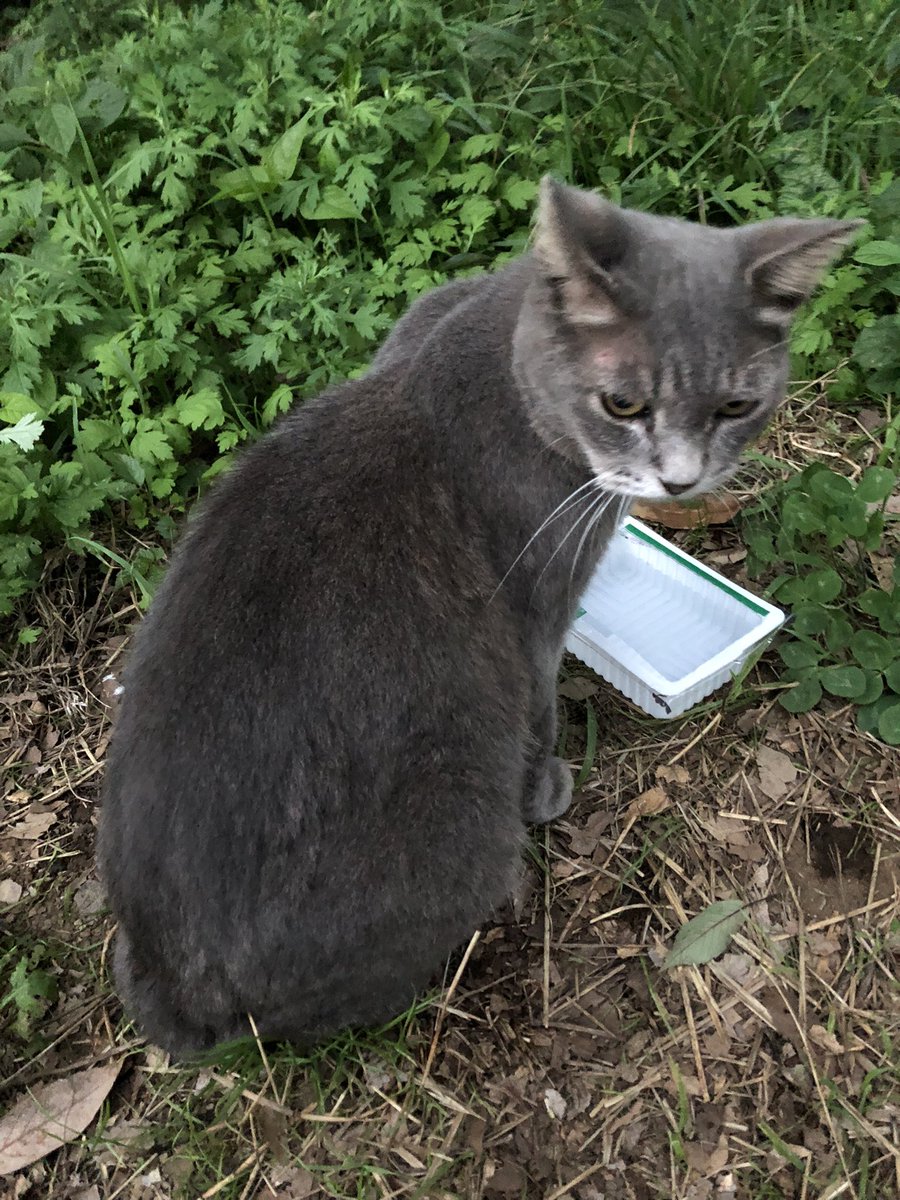 makinof72's tweet photo. 清瀬市金山公園皆のアイドル🐈‍⬛
名はいぢわる
捜索中です。 https://t.co/pf2kYkgvZI