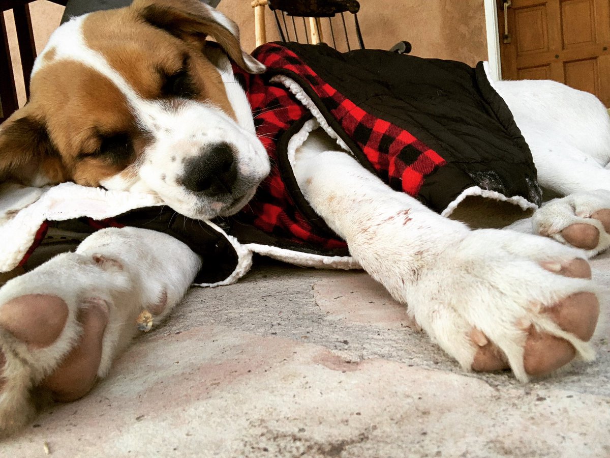 This puppy business is exhausting! Check out my fall weather vest <a href="/Petco/">Petco</a> <a href="/BondandCo/">BondCo</a> #puppy #cutenessoverload #fashion #fall