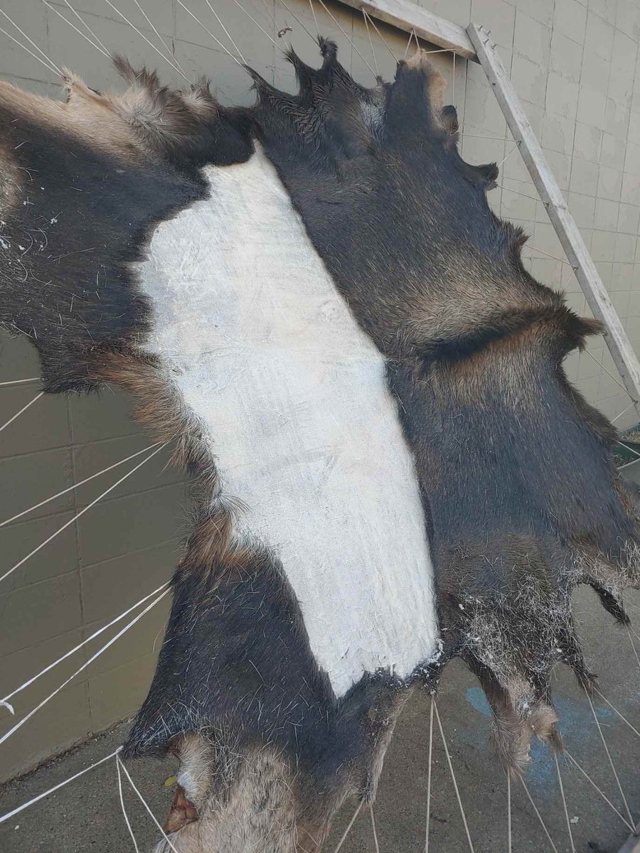 stfrancisyeg's tweet photo. The scraping of the moose hide continues…#landbasedteaching https://t.co/GLloqyAy69