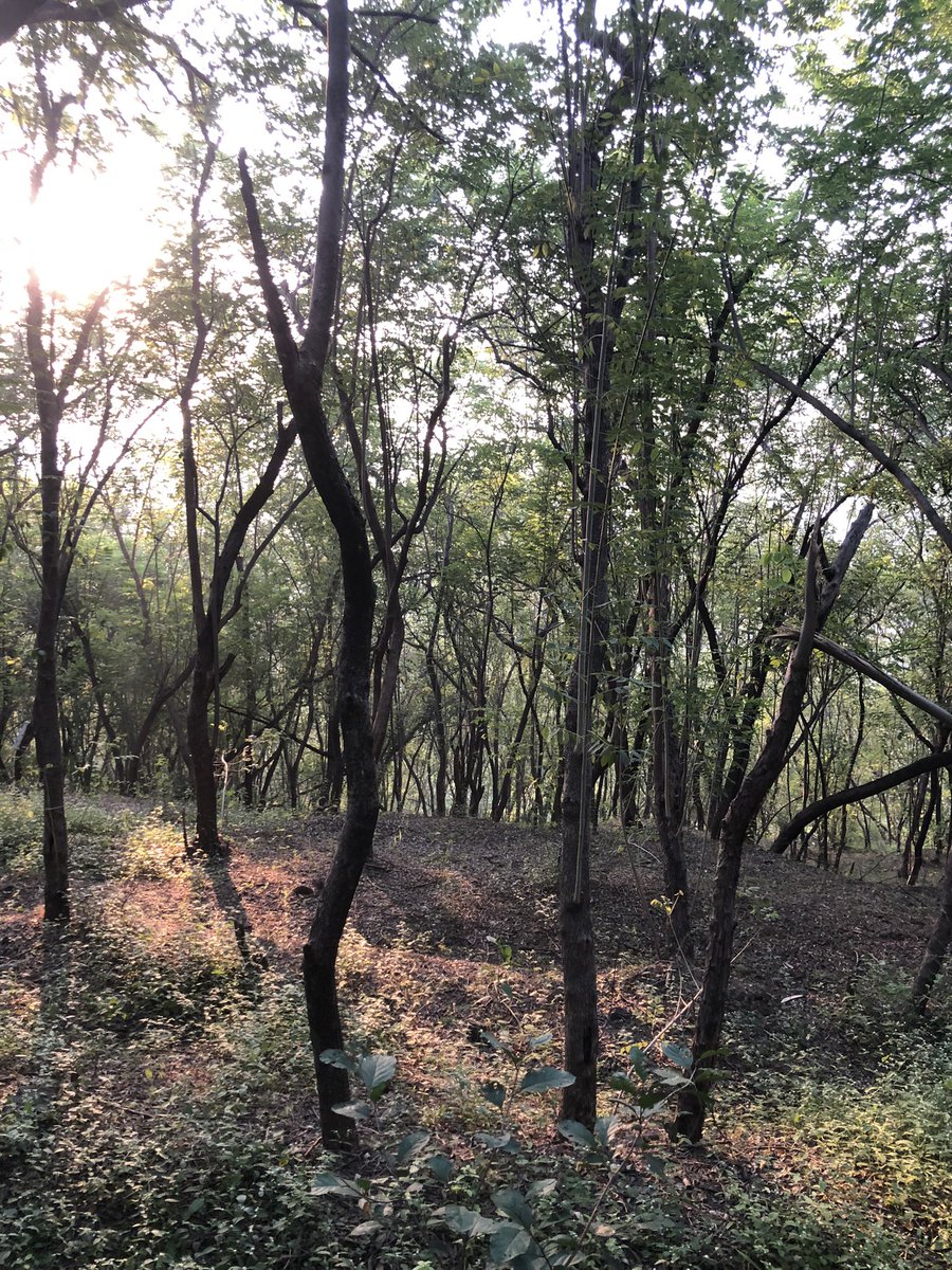amarbarwe's tweet photo. Morning Glory! A hike up ending with a fantastic view of Pune NW, Pashan, Aundh and Baner. Super weather! #Pune #hikeup #weather #October https://t.co/PdK31qa8k6