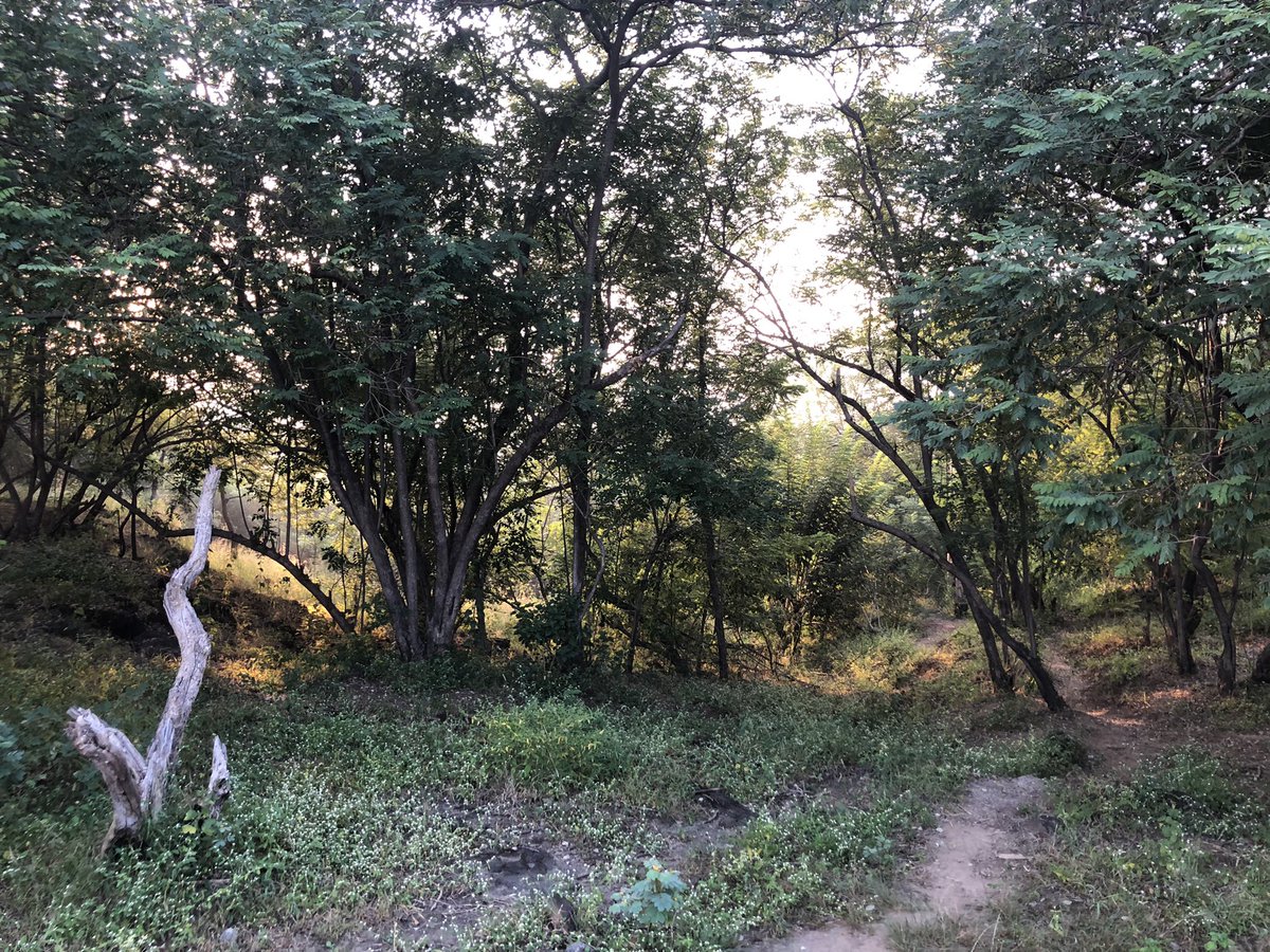 amarbarwe's tweet photo. Morning Glory! A hike up ending with a fantastic view of Pune NW, Pashan, Aundh and Baner. Super weather! #Pune #hikeup #weather #October https://t.co/PdK31qa8k6