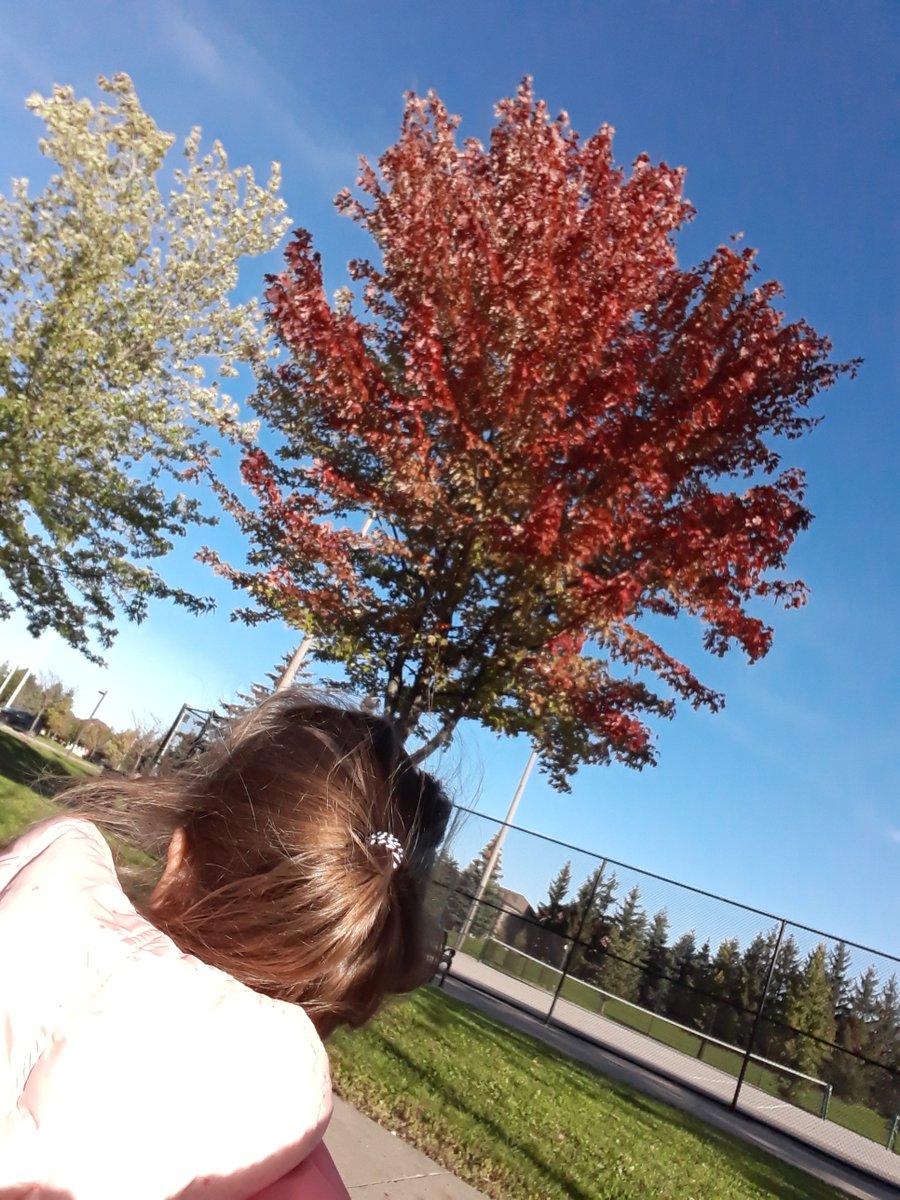 Fall is definitely here.

#fallcolors #Autumnvibes #autumn #autumnleaves #autumncolors #fall #fall2021