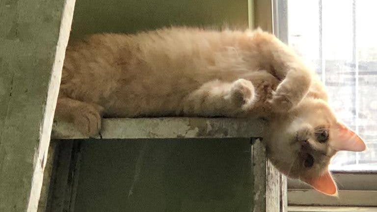 cle_Ievanter's tweet photo. this is my cat benito and these are some fun activities we like to do together:
-sleep
-watch anime
-be cute
-climb on top of ladders
#PetsForLeeKnow https://t.co/UZ9HAYj85A
