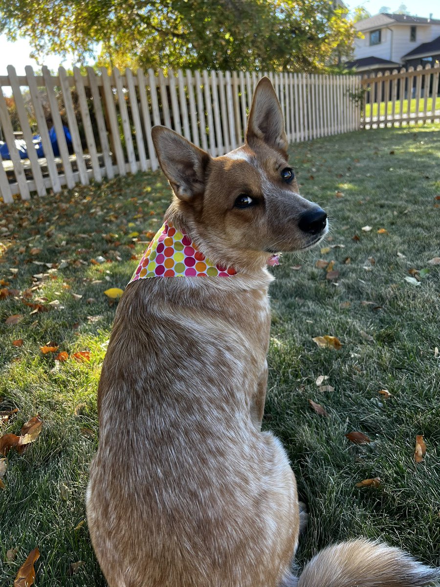 arikaiseritis's tweet photo. Juno is still perfect https://t.co/0hbsvkFEdH