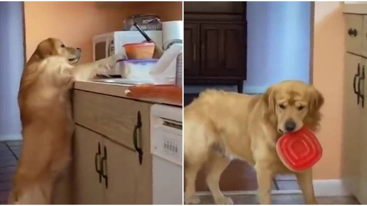 Dog_express's tweet photo. Watch this video of a dog attempting to steal food and being caught in the act. 😆

https://t.co/i7STh8Q1f4

#Dogexpress #Dognews #Doglovers #Dogoftheday #Dogowners #Doglover #Dogfun #Dogenjoy #Doglife #Funnydog #Doggy #Dogstyle #Cutedog #Doglove #Doggo #Petlovers #Dogsforlife https://t.co/3CaKFFIVOg