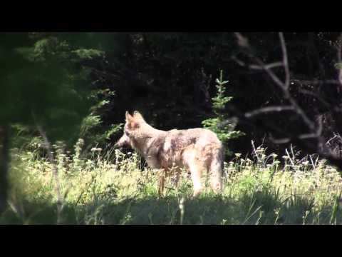 Protect The Wolves™ tweet media
