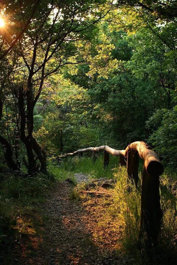 In_My_Nature's tweet photo. All healing harks back to nature....

#forestbathing #forestmedicine #foresttherapyguide #publichealth https://t.co/RWQDny1CIE