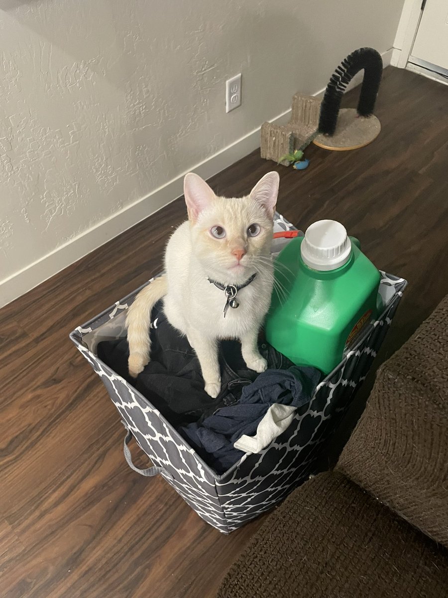 MegaMilotic's tweet image. RT the laundry cat for good luck ✨