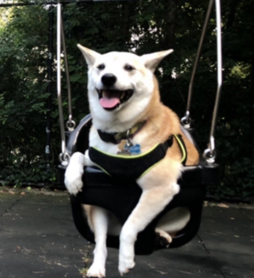 krcg07's tweet photo. HAPPY 8TH BIRTHDAY TO MY SON💚🥰🥺🐕 #DOGE #HANDSOMEST https://t.co/pZTkKSQeZl