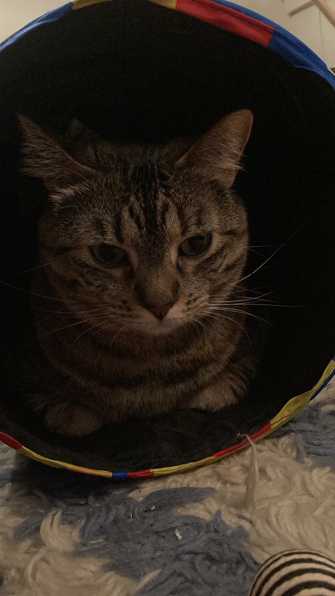 pedigreecatfood's tweet photo. Misbehavior https://t.co/EgqCoW3HEQ