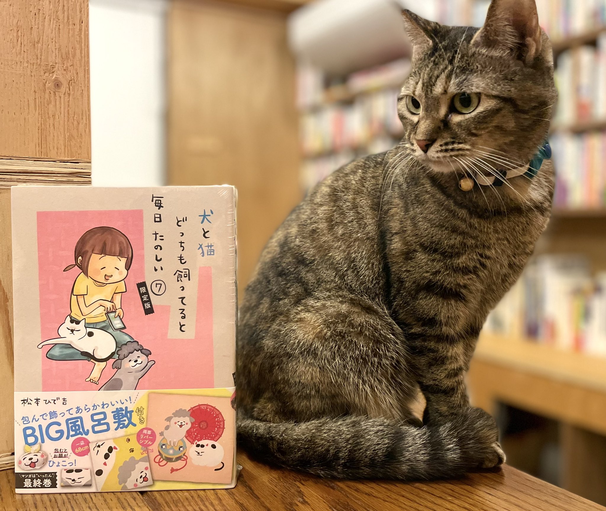 キャッツミャウブックス® on X: