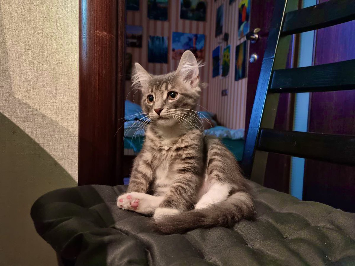 enki_13's tweet photo. This little guy came to my door three months ago. Now I’ve got three #cats #cat https://t.co/Z63FAJPdt7