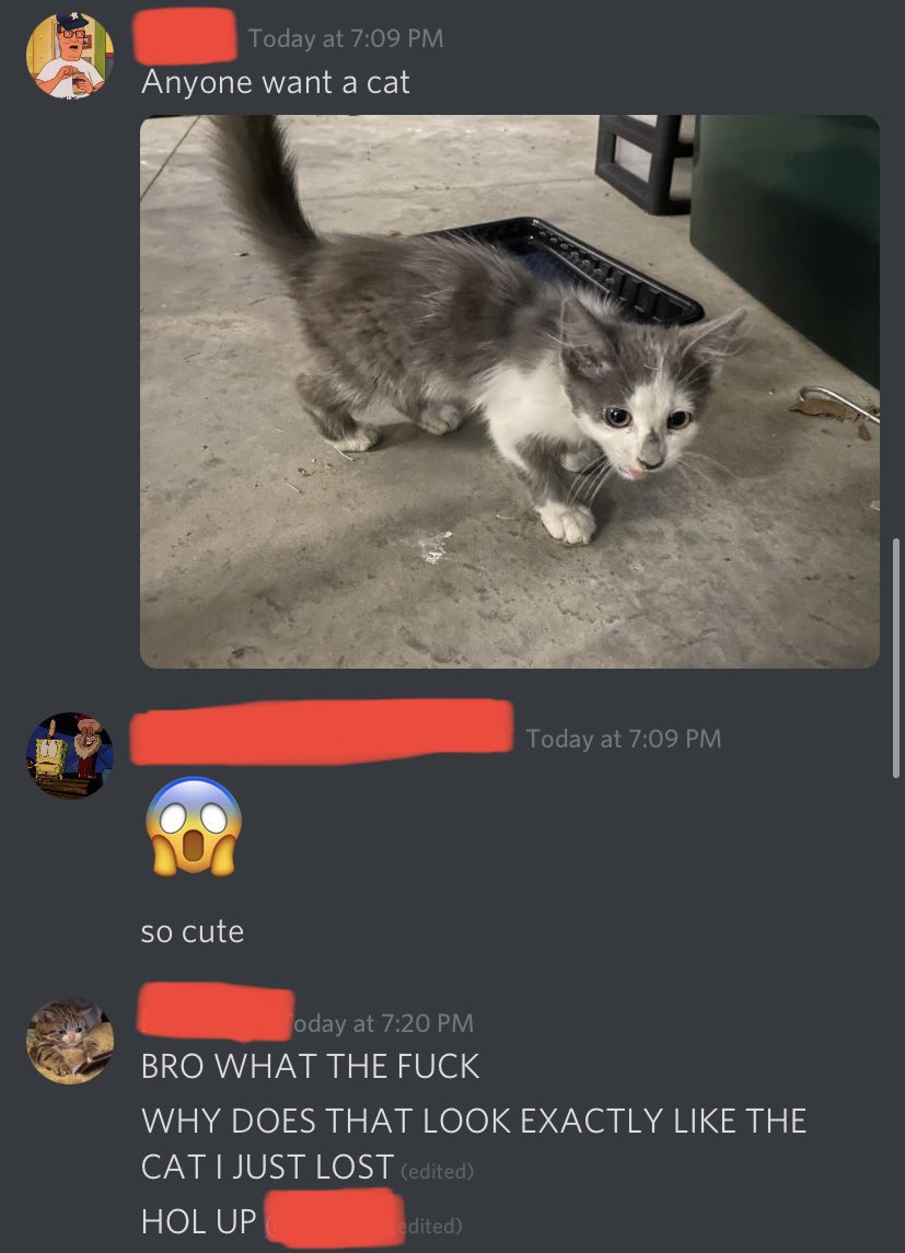 LoganB_98's tweet photo. A cat my friend found ran away to our other friend’s house, what’re the odds…😂 https://t.co/BQlPXc7yBe