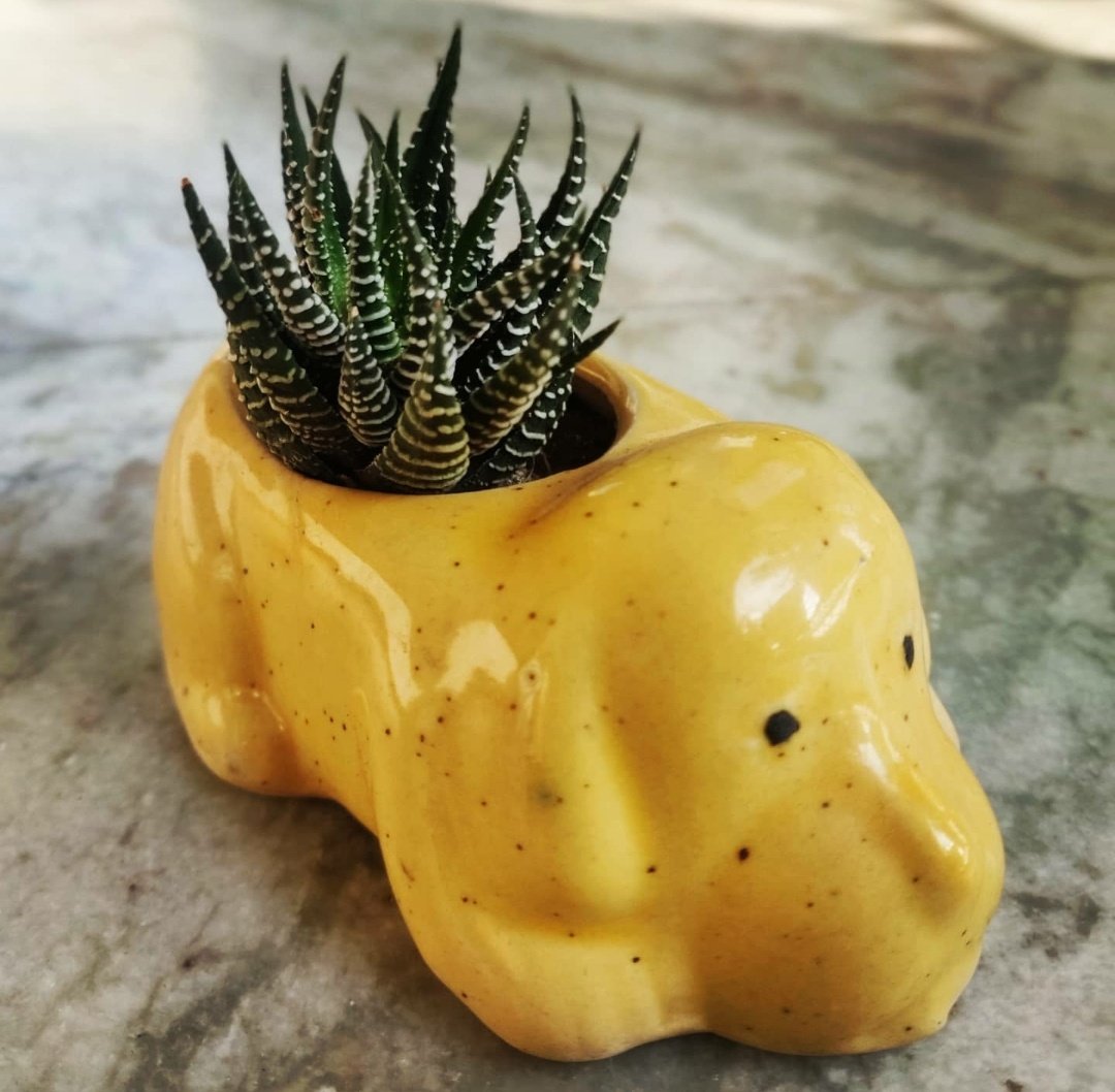Zebra Haworthia...🦓🌿
.
.
.
#zebrahaworthia #haworthia #plants #succulents #alovera #flora #k #love #lowlights #decor #home #greenery #haldwani #uttrakhand #planters #z #pic #trending