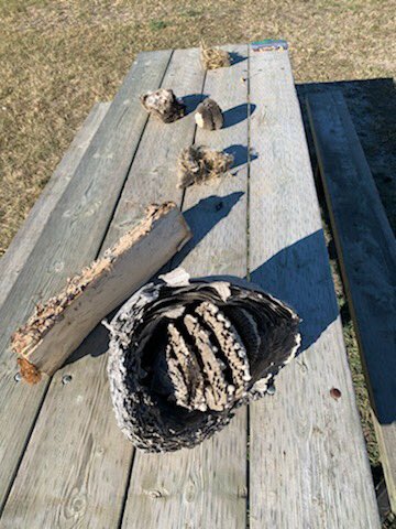 ErinRichardHZSD's tweet photo. STEAM is my passion.  I love to integrate multiple subjects into my lessons. Grade 3/4 Ss are learning about habitats and ecosystems #TakeMeOutsideDay @horizonsd205 @nokomisschool #prairiehabitats #sci4 https://t.co/s348hmCzzQ