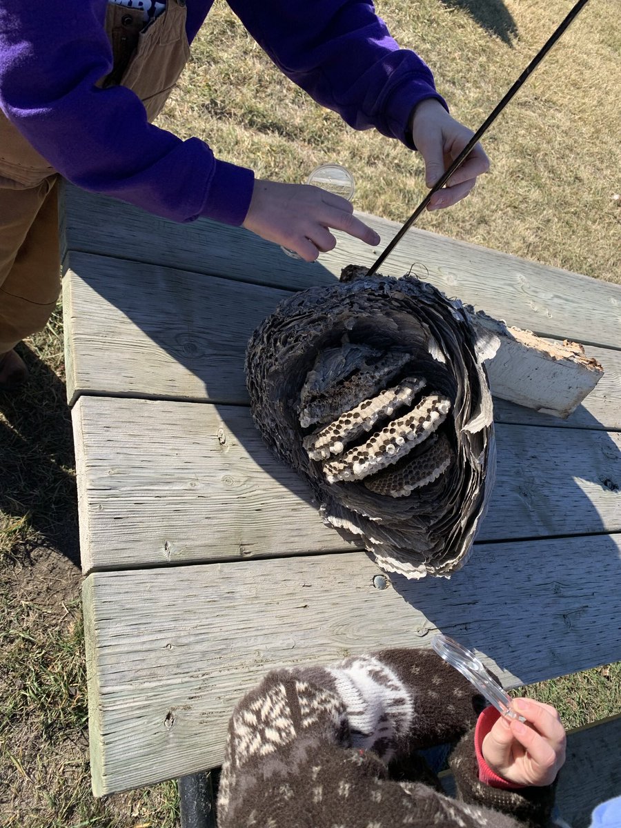 ErinRichardHZSD's tweet photo. STEAM is my passion.  I love to integrate multiple subjects into my lessons. Grade 3/4 Ss are learning about habitats and ecosystems #TakeMeOutsideDay @horizonsd205 @nokomisschool #prairiehabitats #sci4 https://t.co/s348hmCzzQ