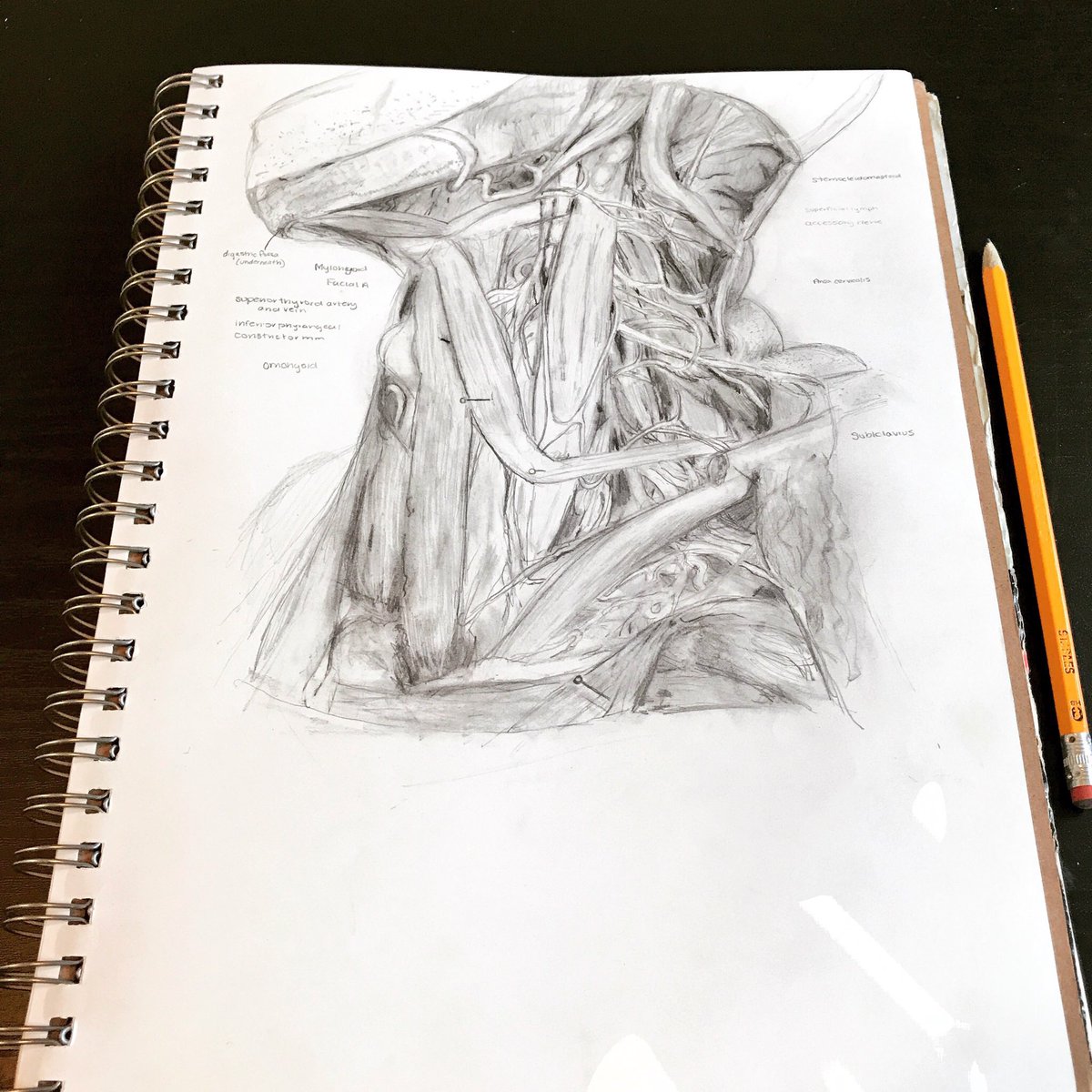 Cassie Porębski, DO MS tweet media