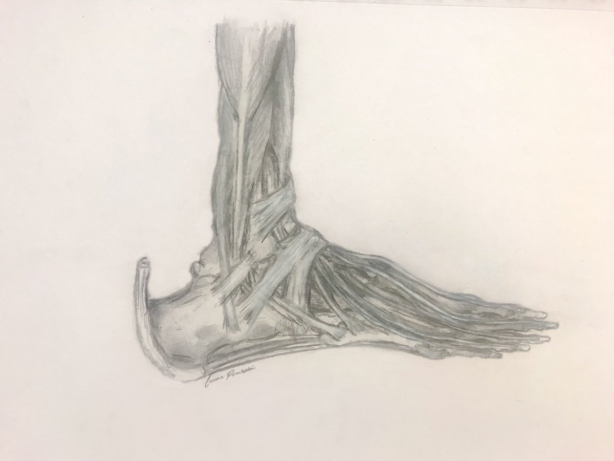 Cassie Porębski, DO MS tweet media