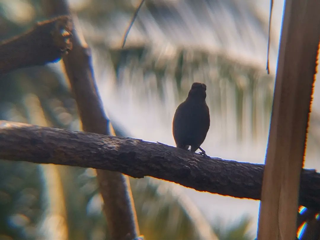 DhinaDevid's tweet photo. #naturephotography #naturelover #mobilephotography #mobilecovers #mocro #mocrofotography #baridsphotography #barids #ebony #black #indianphotography #naturalbeauty @nokiamobile @nokiamobilein @instagram @natgeoyourshot https://t.co/FH97Z0pMbc