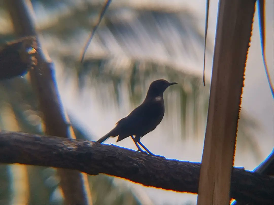 DhinaDevid's tweet photo. #naturephotography #naturelover #mobilephotography #mobilecovers #mocro #mocrofotography #baridsphotography #barids #ebony #black #indianphotography #naturalbeauty @nokiamobile @nokiamobilein @instagram @natgeoyourshot https://t.co/FH97Z0pMbc